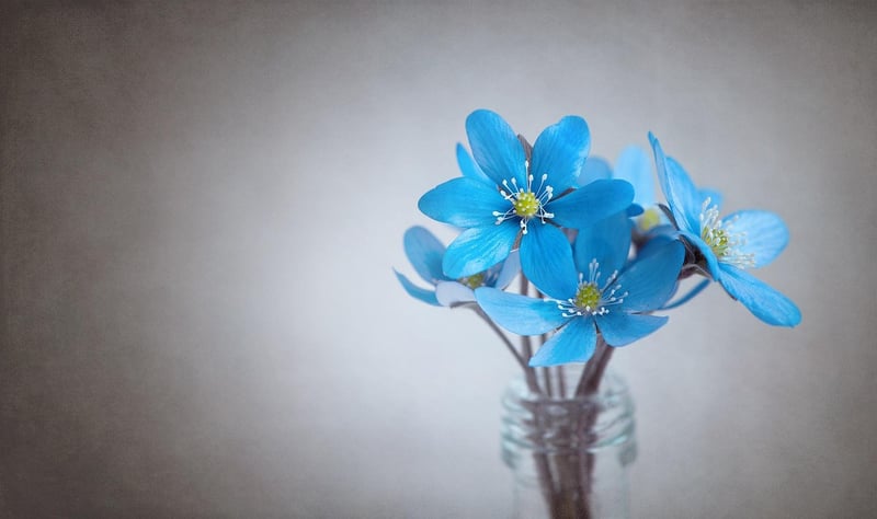 Online Gardening Forum